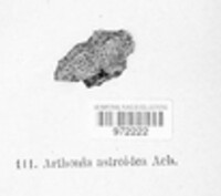 Arthonia radiata image